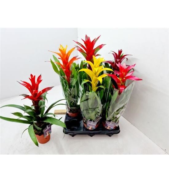 Pl. guzmania mixta 55cm x6 - GUZMIX61255