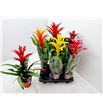 Pl. guzmania mixta 55cm x6 - GUZMIX61255
