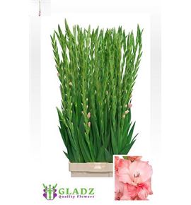 Gladiolo sugar babe 125 - GLAADR