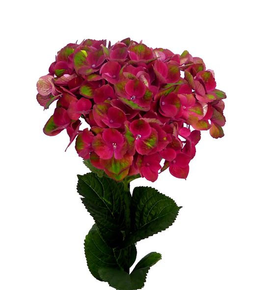 Hydr magical charlotte 65 - HYDMAGCHA