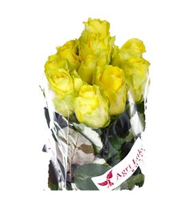 Rosa hol minion rose 50 - RGRMINROS