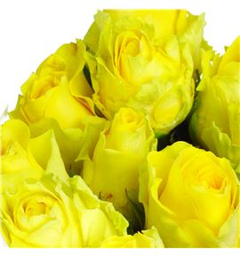Rosa hol minion rose 50 - RGRMINROS