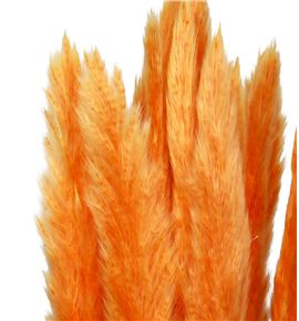 Cortaderia naranja 65 - CORNAR65
