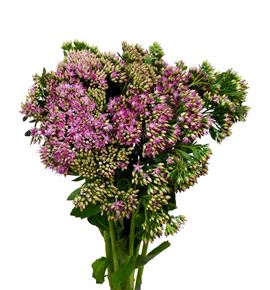 Sedum munstead dark red 55 - SEDMUNDARRED