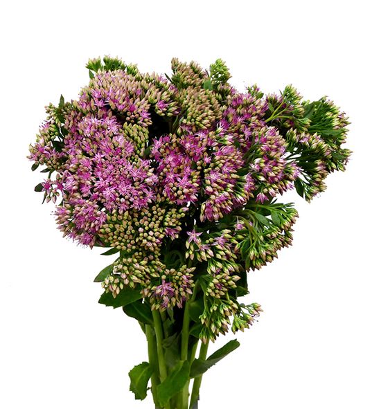 Sedum munstead dark red 55 - SEDMUNDARRED