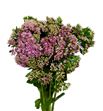 Sedum munstead dark red 55 - SEDMUNDARRED