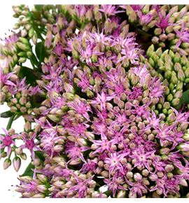 Sedum munstead dark red 55 - SEDMUNDARRED