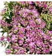 Sedum munstead dark red 55 - SEDMUNDARRED1