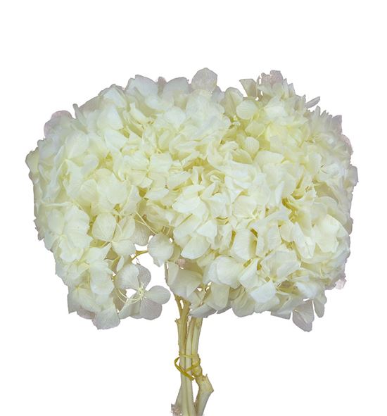 Hortensia preservada blanca - HORPREBLA