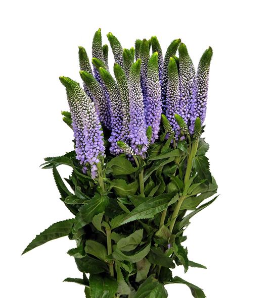 Veronica smart june 50 - VERSMAJUN