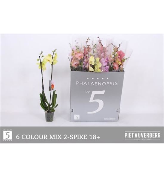 Pl. phalaenopsis mixta 6kl 2t 80cm x12 - PHAMIX61212802