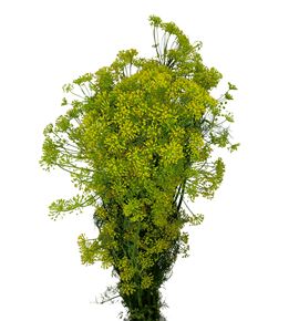 Anethum graveolens 60 - ANEGRA