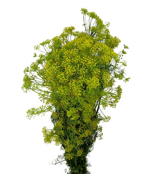 Anethum graveolens 60 - ANEGRA