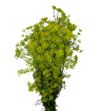 Anethum graveolens 60 - ANEGRA