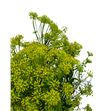 Anethum graveolens 60 - ANEGRA1