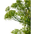 Anethum graveolens 60 - ANEGRA2