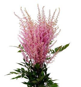 Astilbe earth light pink 60 - ASTEARLIGPIN