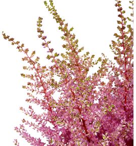 Astilbe earth light pink 60 - ASTEARLIGPIN