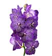 Vanda royal purple x16 - VANROYPUR