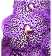 Vanda royal purple x16 - VANROYPUR1