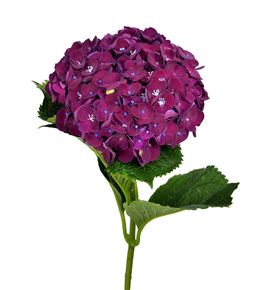 Hydr mon amour morado 60 - HYDMONAMOMOR