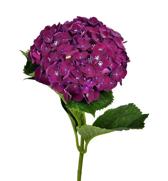 Hydr mon amour morado 60 - HYDMONAMOMOR