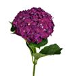 Hydr mon amour morado 60 - HYDMONAMOMOR