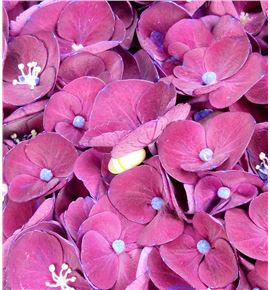 Hydr mon amour morado 60 - HYDMONAMOMOR