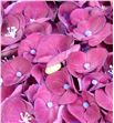 Hydr mon amour morado 60 - HYDMONAMOMOR1