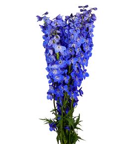 Delph sea waltz 100 - DELSEAWAL