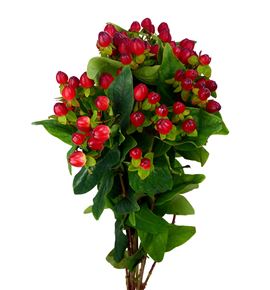 Hypericum magical triumph 70 - HYPMAGTRI