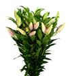 Lilium oriental hol ov blanco 85 - LOHOVBLA