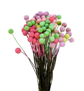 Craspedia teñido pastel mixto 60 - CRATENPASMIX