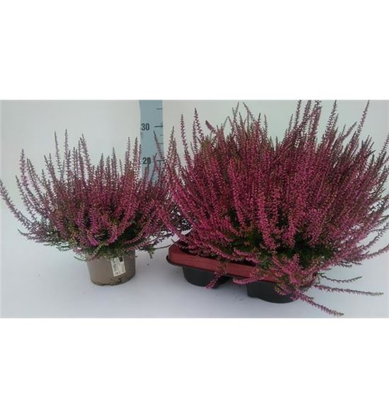 Pl. calluna marlies 26cm x6 - CALMAR61226