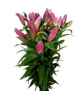 Lilium oriental hol maldano 100 - LOHMAL