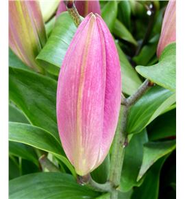 Lilium oriental hol maldano 100 - LOHMAL