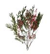 Falsa pimienta preservada ppf9103 - PPF9103-2-ARBOL-PIMIENTA