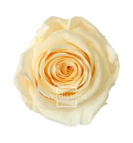 Rosa amorosa preservada estandar prz/1020 - PRZ1020-05-ROSA-TALLO-STANDARD