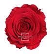 Rosa amorosa preservada estandar prz/1200 - PRZ1200-01-ROSA-TALLO-STANDARD