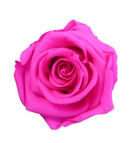 Rosa amorosa preservada estandar prz/1430 - PRZ1420-05-ROSA-TALLO-STANDARD