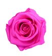 Rosa amorosa preservada estandar prz/1430 - RME34301
