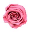 Rosa amorosa preservada estandar prz/1480 - PRZ1480-01-ROSA-TALLO-STANDARD
