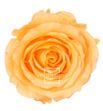 Rosa amorosa preservada estandar prz/1550 - PRZ1550-01-ROSA-TALLO-STANDARD
