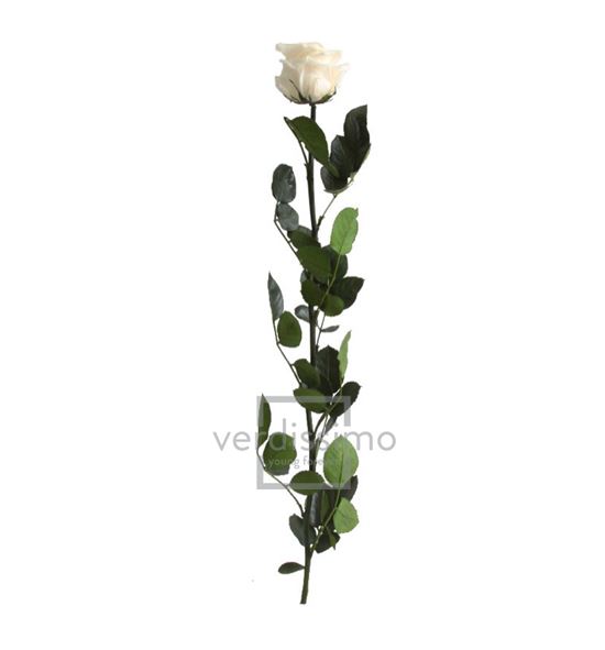 Rosa amorosa preservada granel prz/3020 - PRZ3020-03-ROSA-TALLO-STANDARD