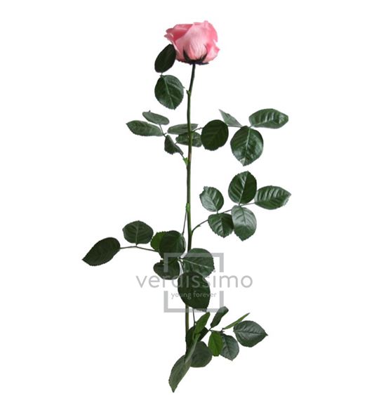 Rosa amorosa preservada granel prz/3420 - PRZ3420-03-ROSA-TALLO-STANDARD