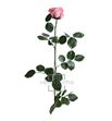 Rosa amorosa preservada granel prz/3420 - PRZ3420-03-ROSA-TALLO-STANDARD