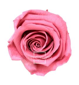Rosa amorosa preservada granel prz/3480 - PRZ3480-03-ROSA-TALLO-STANDARD