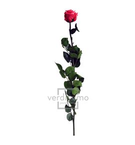 Rosa amorosa preservada granel prz/3490 - PRZ3490-03-ROSA-TALLO-STANDARD