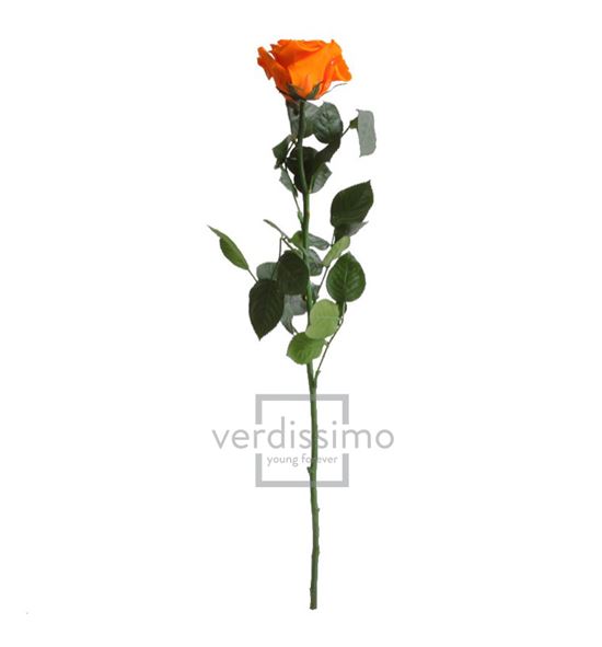 Rosa amorosa preservada granel prz/3530 - PRZ3530-03-ROSA-TALLO-STANDARD