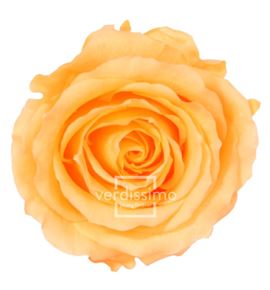 Rosa amorosa preservada granel prz/3550 - PRZ3550-03-ROSA-TALLO-STANDARD